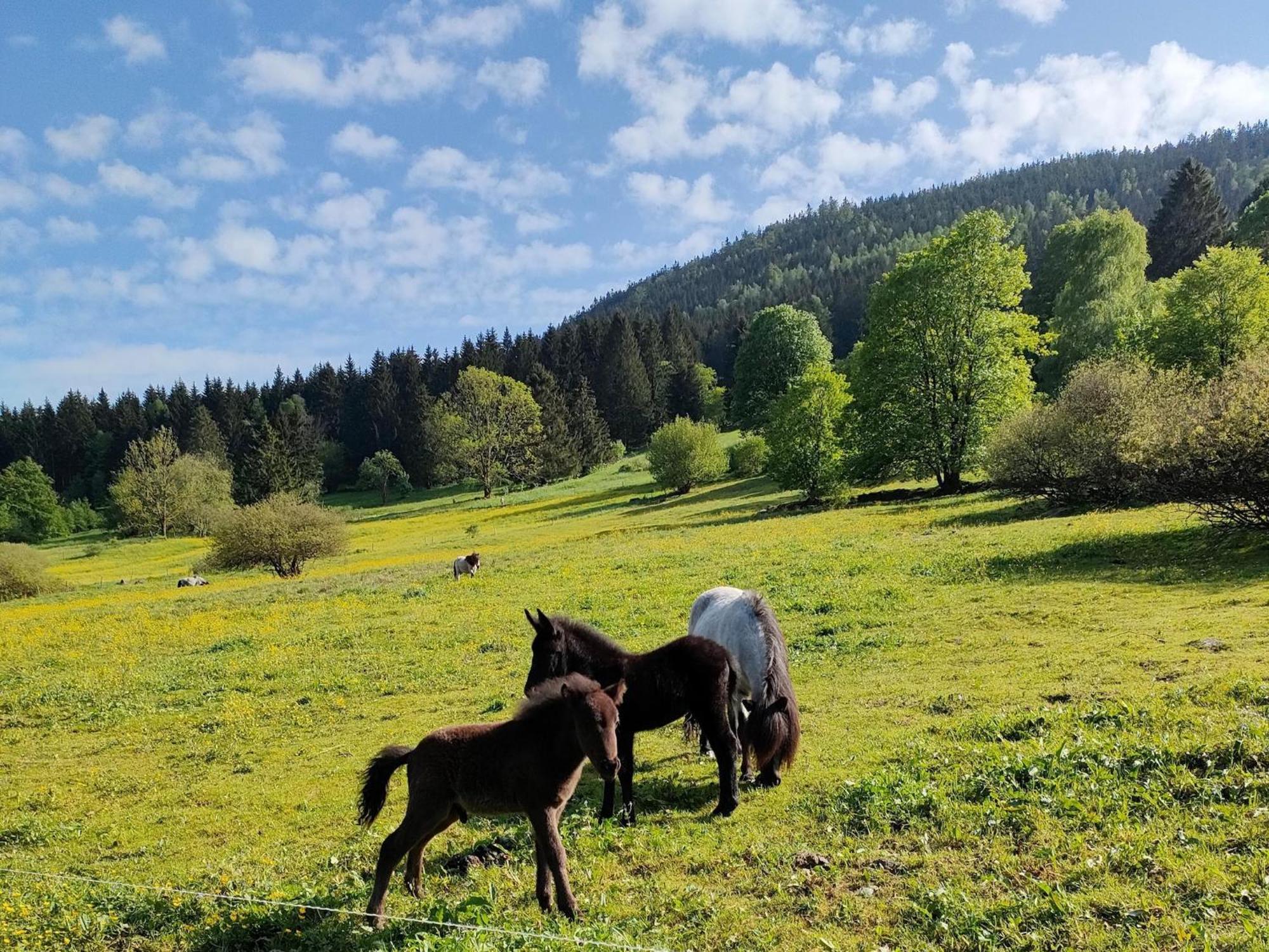 Vacation Home Am Hermannsberg, Oberschoenau Oberschonau Eksteriør bilde